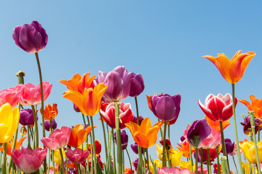 Why you should plant flower bulbs in your garden Wood Create